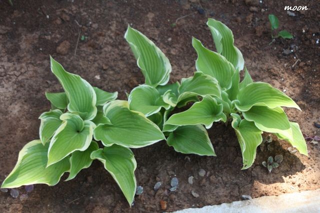 hosta